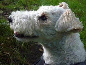 Unser Hund Tobi